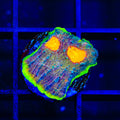 TSA Galaxy Quest Chalice Coral