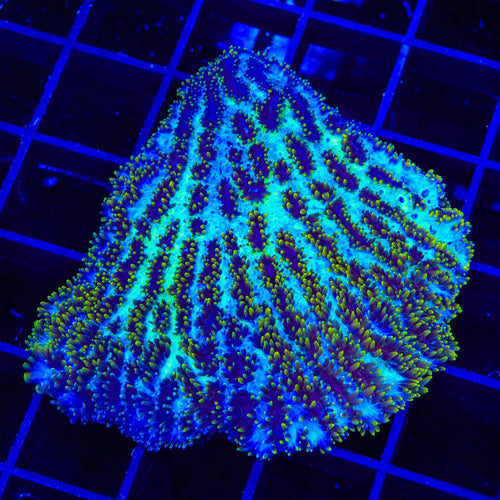 TSA Gamma Knife Hydnophora Colony Coral