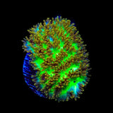 TSA Gamma Knife Hydnophora Coral