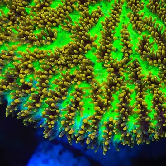 TSA Gamma Knife Hydnophora Coral