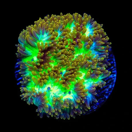 TSA Gamma Knife Hydnophora Coral