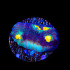 TSA Genie Chalice Coral