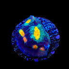 TSA Genie Chalice Coral