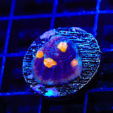 TSA Genie Chalice Coral