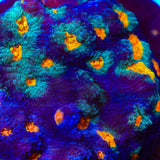 TSA Genie Chalice Coral