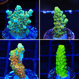 TSA Ghostbuster Acropora Coral Pack
