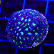 TSA Ghoul Wrangler Leptastrea Coral