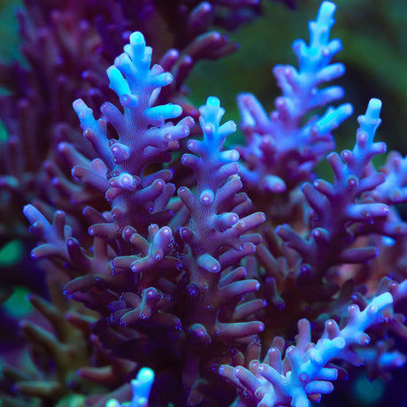 TSA GI Dragon Acropora Coral