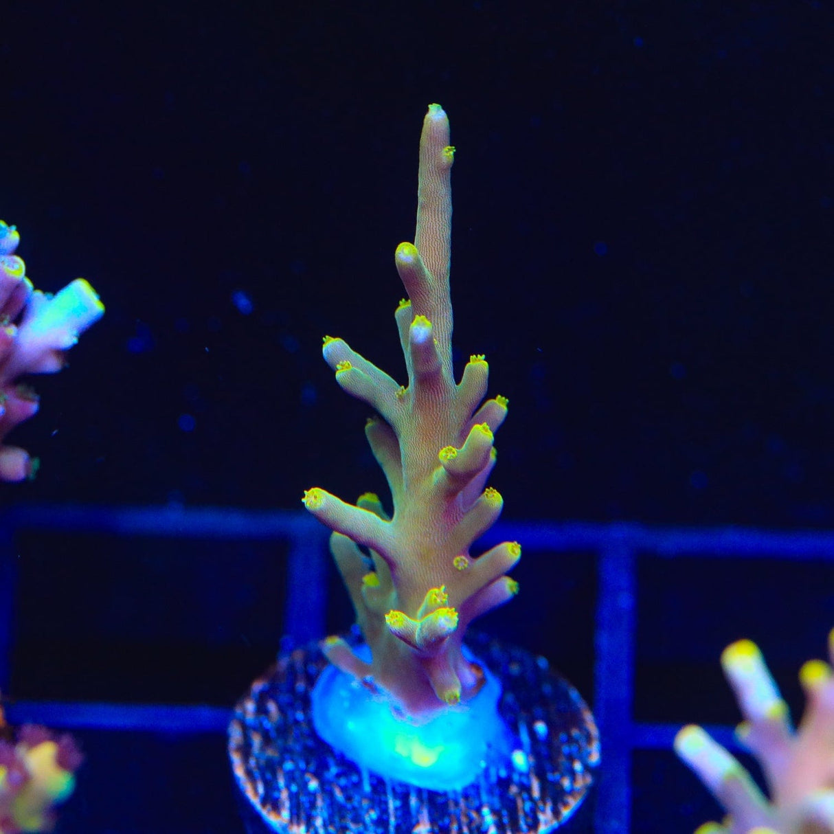 TSA GI Dragon Acropora Coral