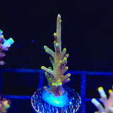 TSA GI Dragon Acropora Coral