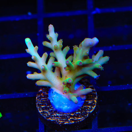 TSA GI Dragon Acropora Coral