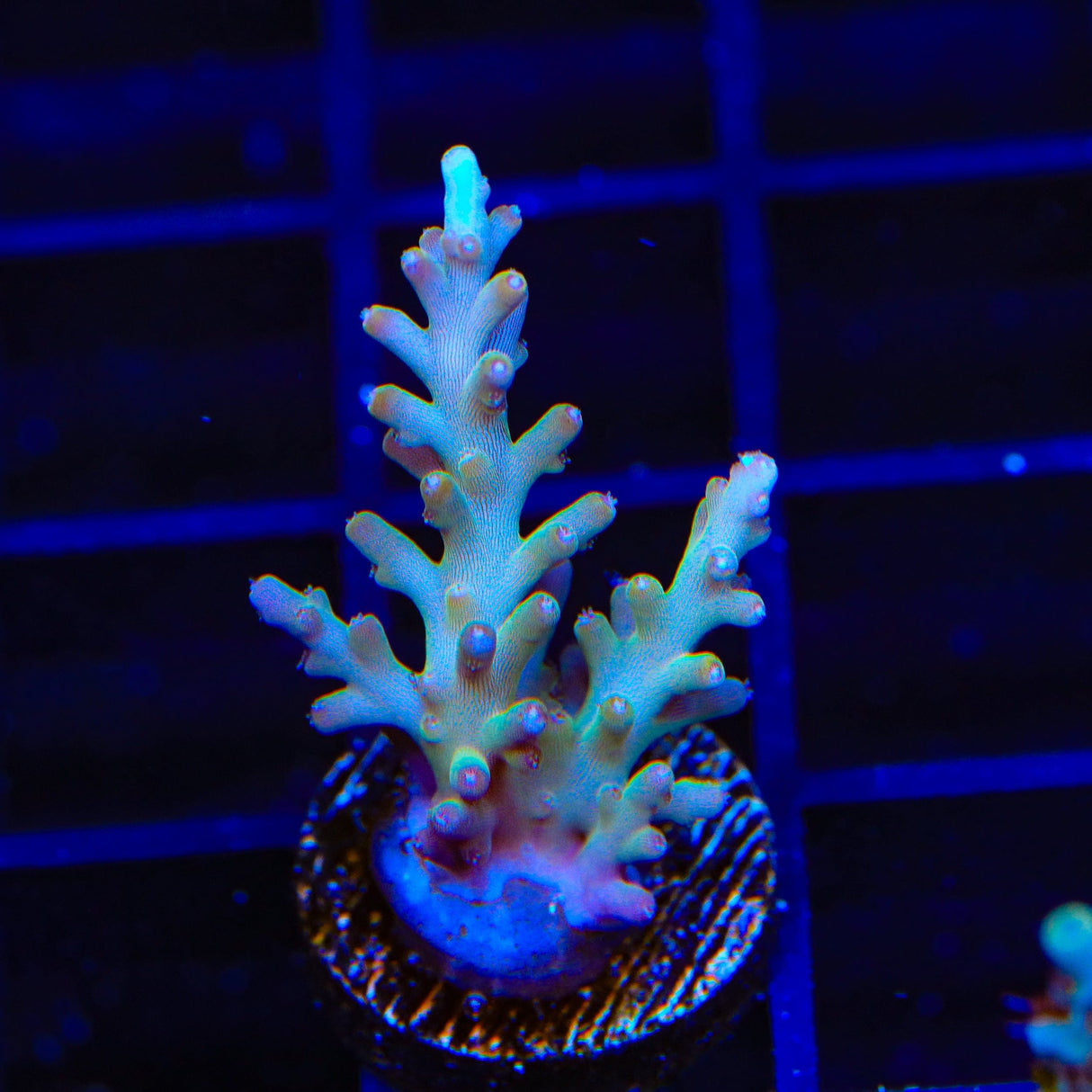 TSA GI Dragon Acropora Coral