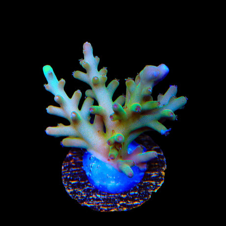 TSA GI Dragon Acropora Coral