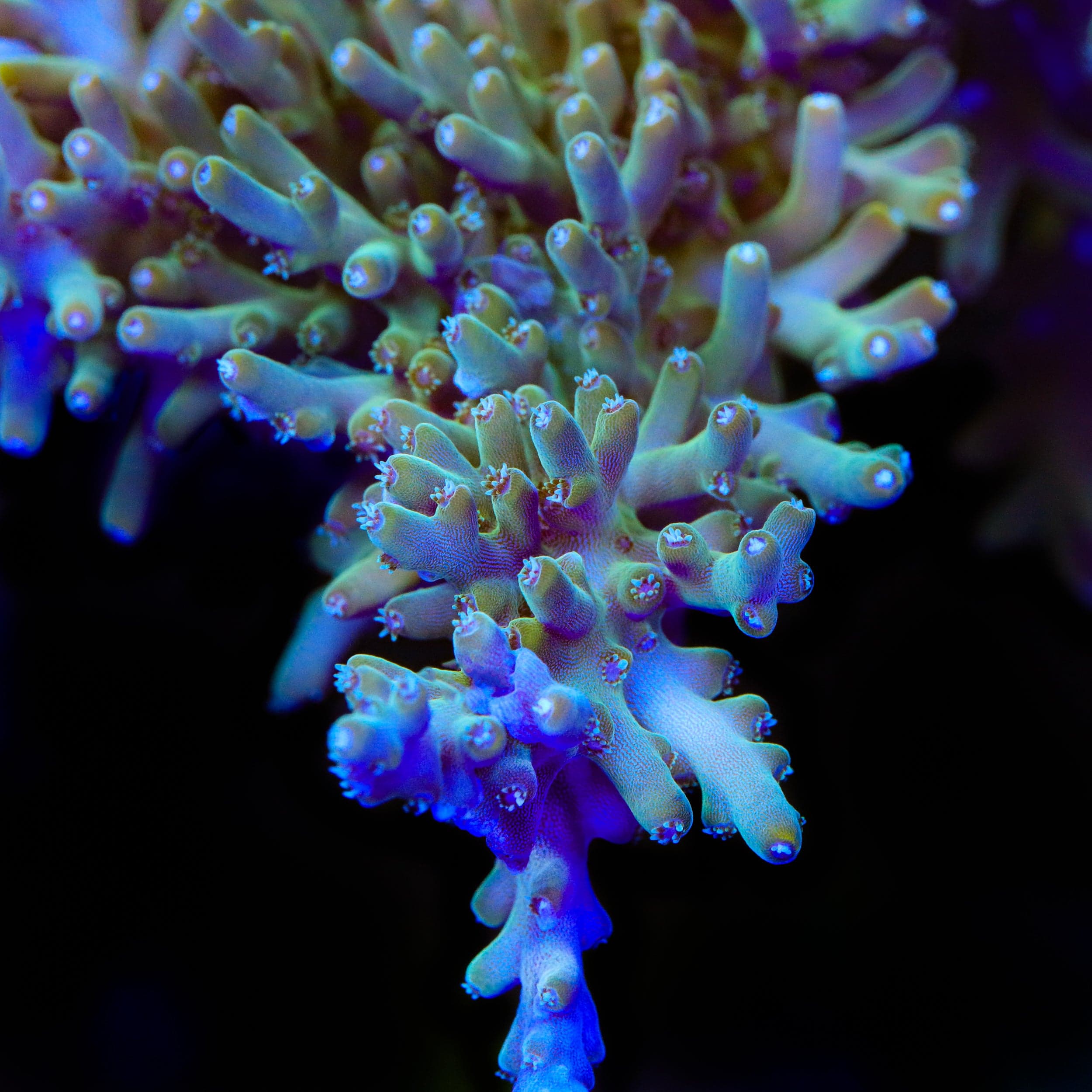 TSA GI Dragon Acropora Coral – Top Shelf Aquatics