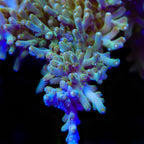 TSA GI Dragon Acropora Coral