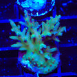 TSA GI Dragon Acropora Coral
