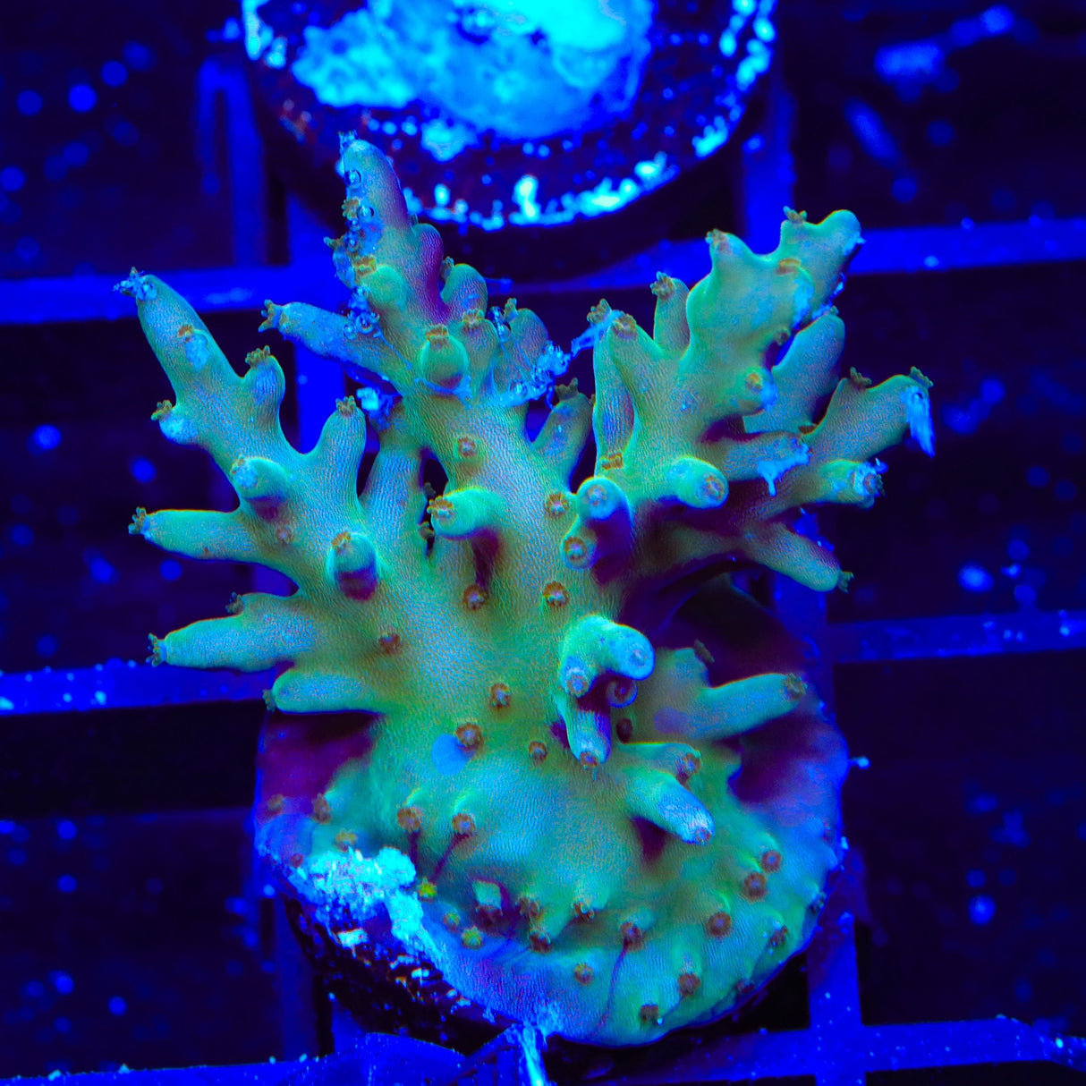 TSA GI Dragon Acropora Coral