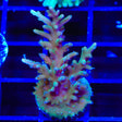 TSA GI Dragon Acropora Coral