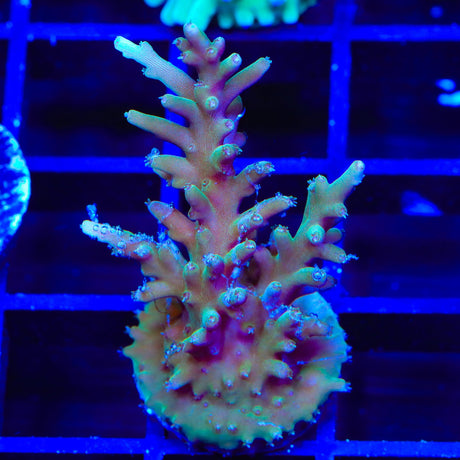 TSA GI Dragon Acropora Coral