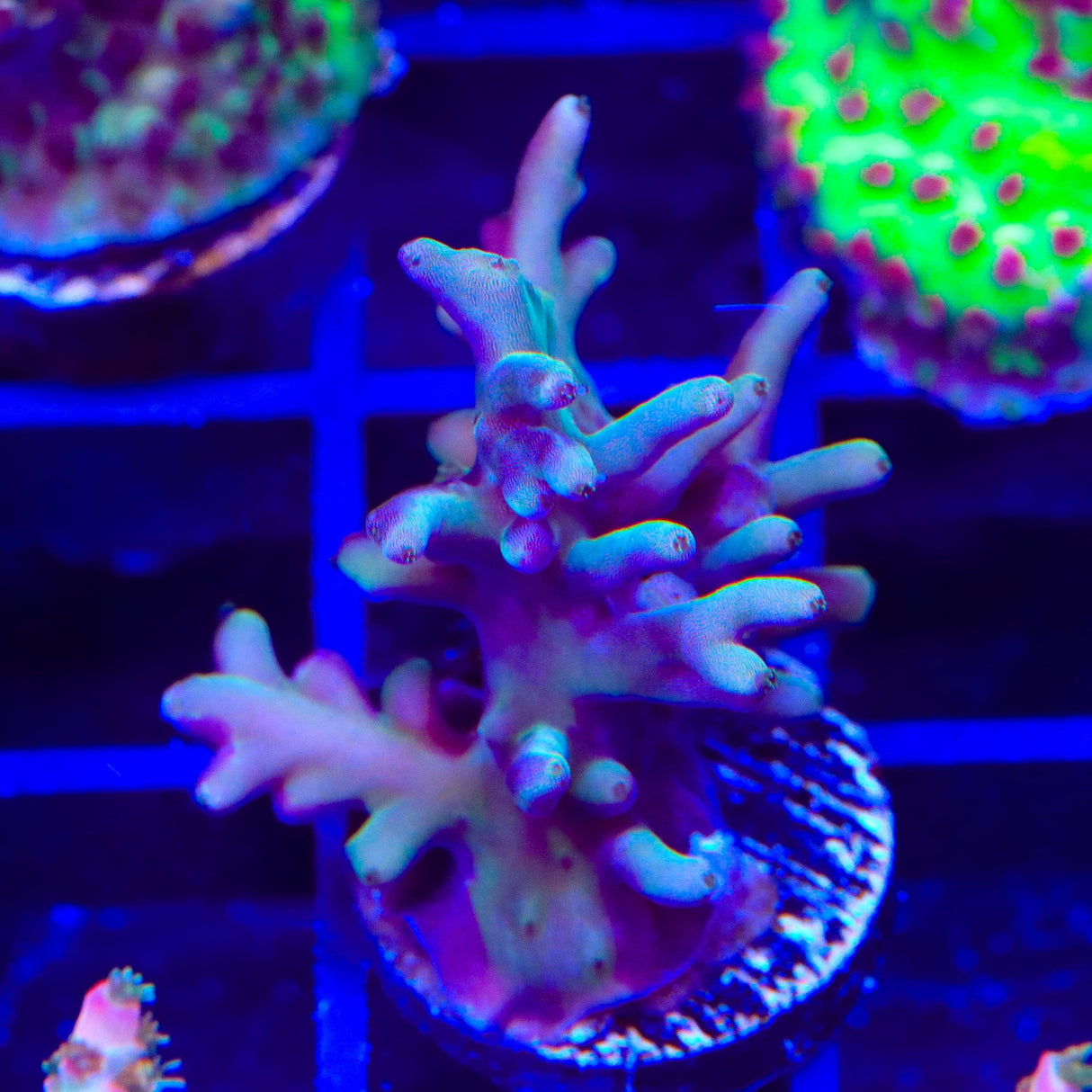 TSA GI Dragon Acropora Coral