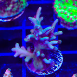 TSA GI Dragon Acropora Coral