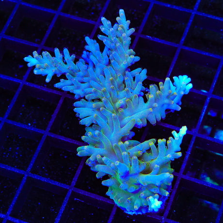 TSA GI Dragon Acropora XL Frag Coral