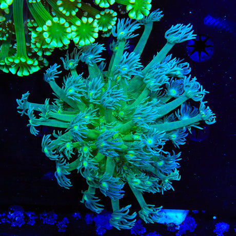 TSA Gladiator Field Goniopora Coral