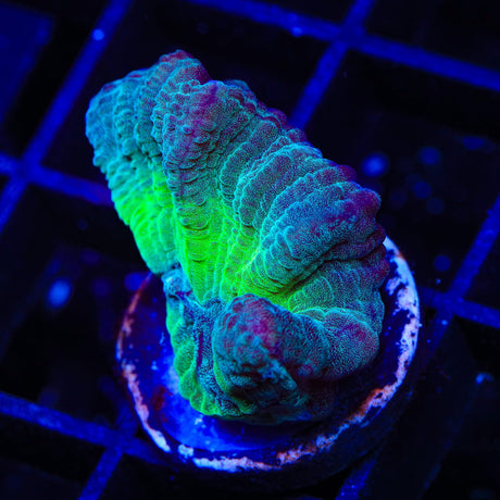 TSA Glitter Pectinia Coral