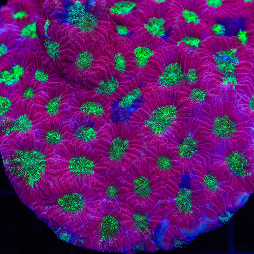 TSA Glitter Puddle Favia Coral