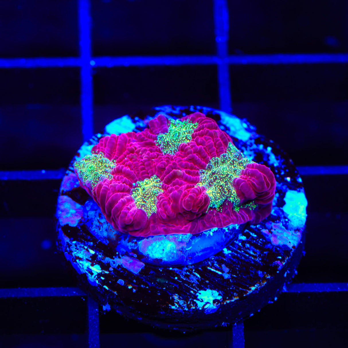 TSA Glitter Puddle Favia Coral