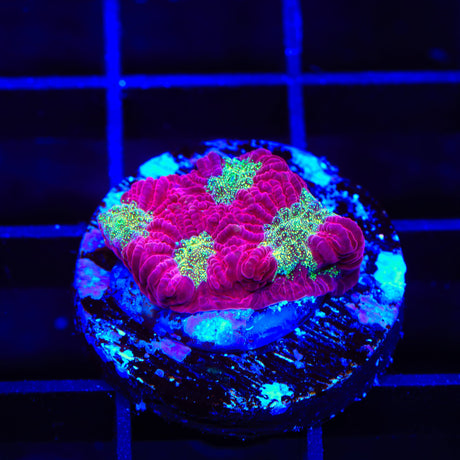 TSA Glitter Puddle Favia Coral