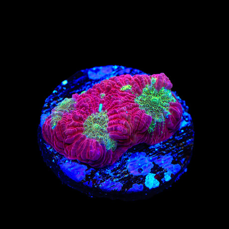 TSA Glitter Puddle Favia Coral