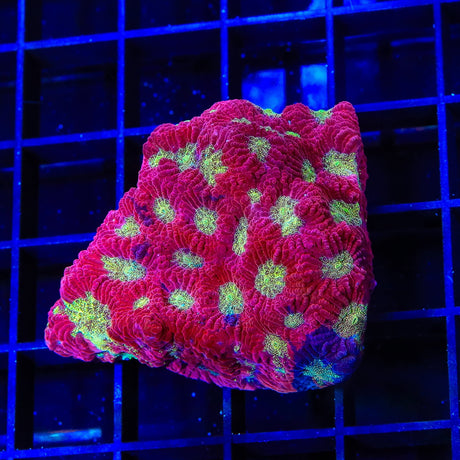 TSA Glitter Puddle Favia XL Frag Coral