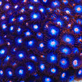 TSA Glow Pop Zoanthid Coral