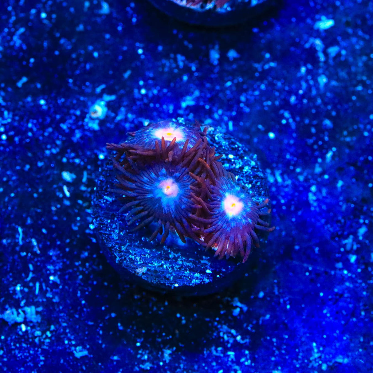 TSA Glow Pop Zoanthids Coral
