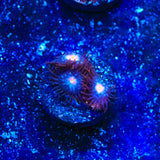 TSA Glow Pop Zoanthids Coral