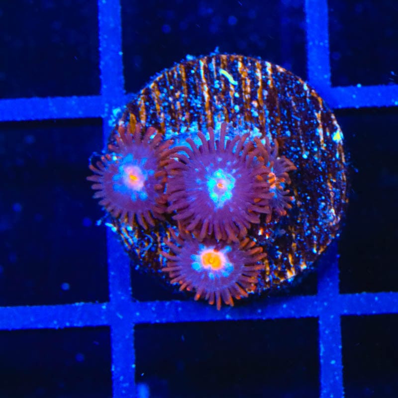 TSA Glow Pop Zoanthids Coral