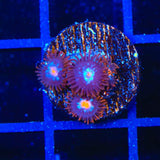 TSA Glow Pop Zoanthids Coral
