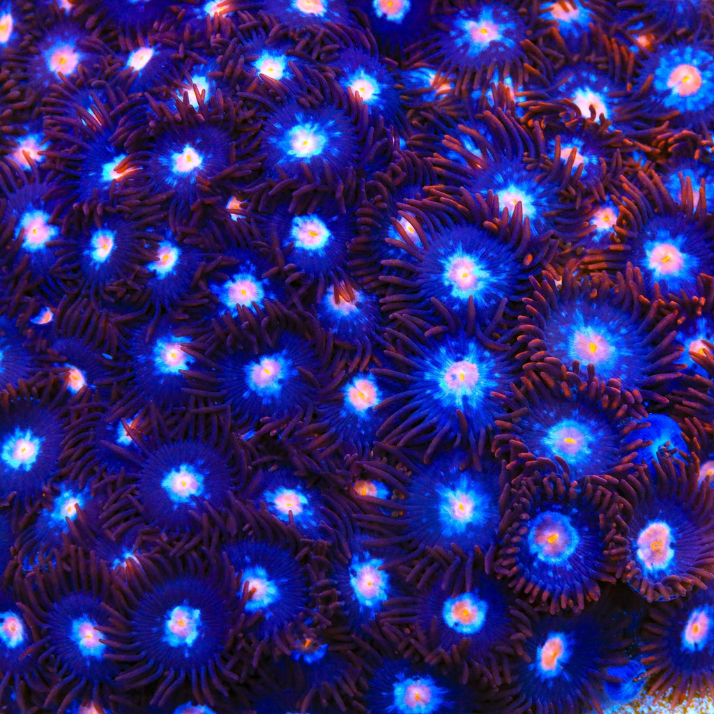 TSA Glow Pop Zoanthids Coral