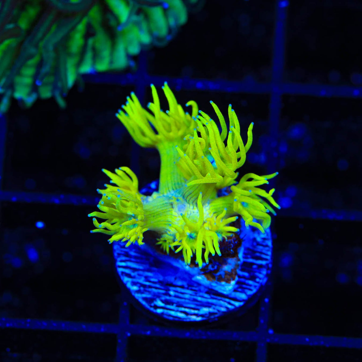 TSA Glow Stick Goniopora Coral