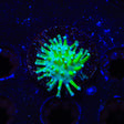 TSA Glowworm Toadstool Coral