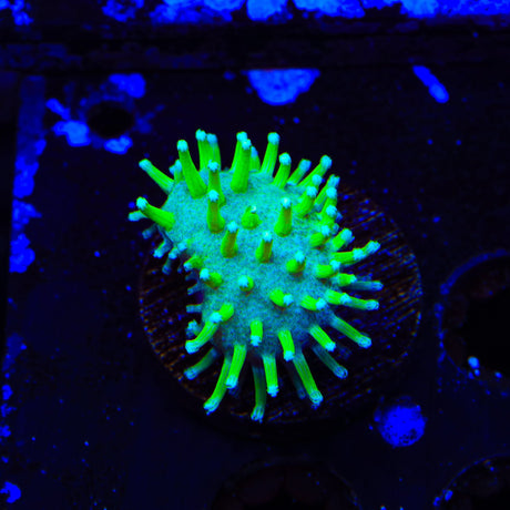 TSA Glowworm Toadstool Coral
