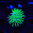 TSA Glowworm Toadstool Coral