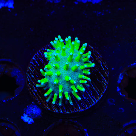 TSA Glowworm Toadstool Leather Coral