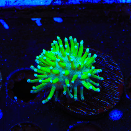 TSA Glowworm Toadstool Leather Coral