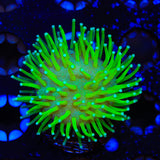 TSA Glowworm Toadstool Leather Coral