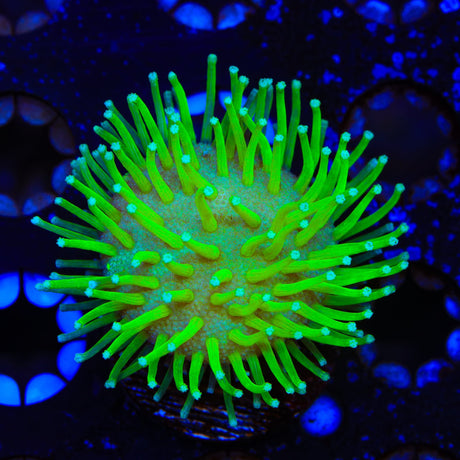 TSA Glowworm Toadstool Leather Coral
