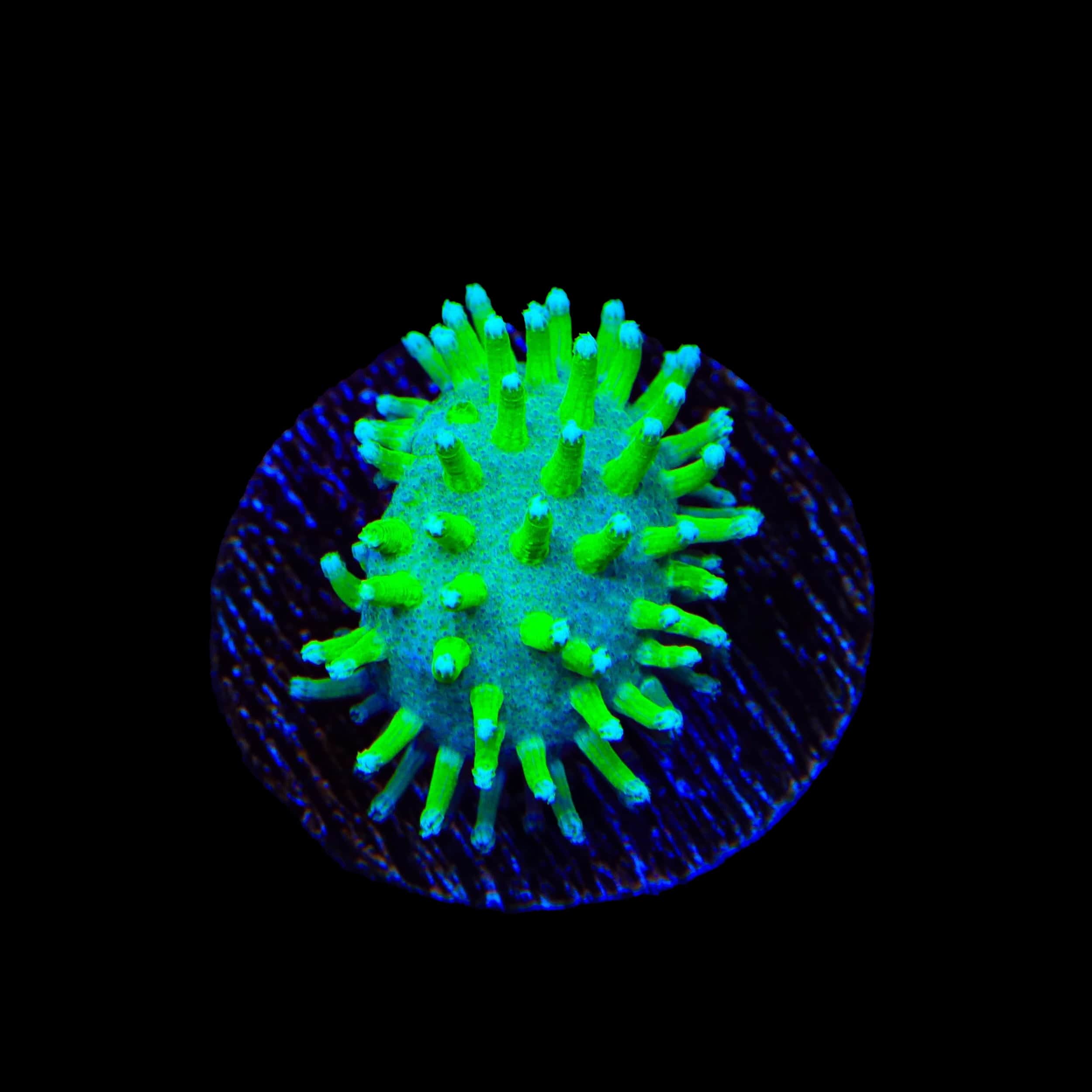 TSA Glowworm Toadstool Leather Coral – Top Shelf Aquatics