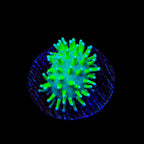 TSA Glowworm Toadstool Leather Coral