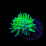 TSA Glowworm Toadstool Leather Coral
